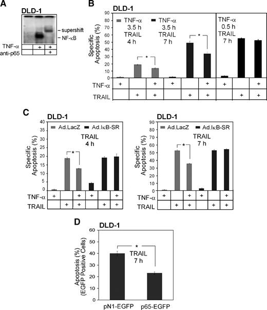 FIGURE 5. Preactivation of NF-κB mediates a protective effect to TRAIL-induced apoptosis in DLD-1 cells. A. TNF-α induced a strong NF-κB activation in DLD-1 cells as shown in the EMSA. B. DLD-1 cells pretreated with TNF-α (25 ng/mL) for 3.5 hours showed a decreased apoptotic response compared with cells treated with TRAIL alone. TRAIL stimulation was done for 4 and 7 hours at 10 ng/mL (left). Pretreatment for 0.5 hour with TNF-α (25 ng/mL) did not afford protection from TRAIL (10 ng/mL) for 4 hours (data not shown) and 7 hours (right). Columns, mean from three independent experiments done in triplicate (P < 0.001); bars, SE. C. Pretreatment with TNF-α (3.5 hours, 25 ng/mL) conferred resistance to β-galactosidase–expressing control cells but did not affect IκB-SR–expressing cells, indicating that the protective effect is mediated by NF-κB. TRAIL stimulation was done for 4 and 7 hours at 10 ng/mL. Columns, mean from two independent experiments done in duplicate (P < 0.05); bars, SE. D. Overexpression of p65 conferred resistance to DLD-1 cells. Cells were transfected with p65-EGFP and pN1-EGFP (control), respectively. Cells were analyzed by flow cytometry for vital EGFP-positive cells after TRAIL (7 hours, 10 ng/mL) treatment. Apoptosis rates were estimated in relation to EGFP-positive cells in untreated control samples and were calculated by subtracting % viable EGFP-positive cells from 100%. Three independent experiments were done (P < 0.001).