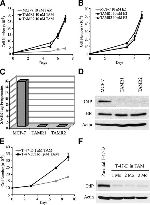 FIGURE 1. CtIP expression in tamoxifen-sensitive and tamoxifen-resistant breast cancer cells. A and B. In vitro characterization of parental MCF-7, TAMR1, and TAMR2 cells. Growth curves of parental MCF-7, TAMR1, or TAMR2 cells cultured in the presence of 10 nmol/L 4-OH-TAM (A) or 10 nmol/L E2 (B). Points, mean of triplicate determinations; bars, SE. C. CtIP expression levels in parental MCF-7, TAMR1, and TAMR2 cells as determined by SAGE (tag frequencies, normalized to 200,000 tags per library). D. CtIP and ER protein levels were determined by immunoblotting in cell lines as indicated. β-Actin was used as a loading control. E. Parental T-47-D and T-47-D tamoxifen-resistant cells (T-47-D/TR) were grown in full serum medium and treated with 4-OH-TAM (1 μmol/L). Cell numbers were determined at various time points as indicated. Points, mean; bars, SE. F. Western blotting for CtIP in parental T-47-D and T-47-D cultured in tamoxifen for 1, 2, and 3 mo.