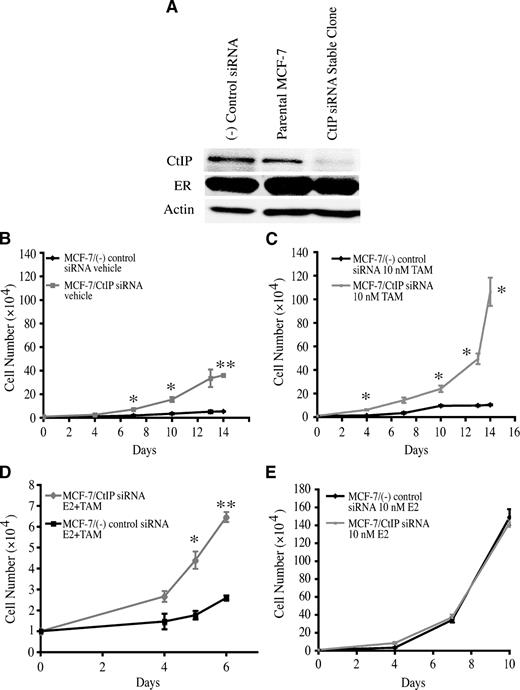 FIGURE 5. Silencing of CtIP protein expression in tamoxifen-sensitive MCF-7 cells confers tamoxifen resistance in vitro. A. Western blot analysis of CtIP and ER proteins in parental MCF-7 cells, MCF-7/(−) control siRNA, and MCF-7/CtIP siRNA stable clones. Growth curves of control and MCF-7/CtIP siRNA cells treated with vehicle control (B) or 4-OH-TAM (C) for 2 wk. D. Growth curves of MCF-7/CtIP siRNA and (−) control cells grown in hormone-free medium and treated with E2 (10 nmol/L) and 4-OH-TAM (1 μmol/L) for 6 d. E. Growth curves of control and MCF-7/CtIP siRNA cells exposed to E2 for 10 d. All experiments were done in triplicate. Points, mean; bars, SE. * and **, P < 0.05 and P < 0.01 by t test, respectively. Note that Y-axis scale for cell number in D is different from that in B, C, and E.