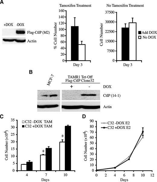 FIGURE 6. Tamoxifen-resistant cells regain sensitivity to the inhibitory growth effects of tamoxifen upon restoration of CtIP protein expression. A. Left, expression of FLAG-CtIP protein in TAMR1 cells transiently cotransfected with inducible FLAG-CtIP expression vectors and cultured in the presence or absence of doxycycline (DOX) for 3 d. Middle and right, transient CtIP restoration partially abrogates resistance to tamoxifen in TAMR1 cells. TAMR1 cells were transiently cotransfected with inducible FLAG-CtIP expression vectors and treated with 4-OH-TAM (middle) or vehicle control (right) in the presence or absence of doxycycline for 3 d. Cell proliferation was determined as shown. Percent cell number (middle) represents cell numbers relative to vehicle control–treated cells. Columns, mean of triplicate determinations; bars, SE. B. Total CtIP protein expression in the double-stably transfected TAMR1 Tet-off FLAG-CtIP clone 32 cells in the presence or absence of doxycycline. CtIP expression in parental MCF-7 cells is shown for comparative purposes. C. CtIP reexpression upon doxycycline withdrawal restores sensitivity to the inhibitory growth effects of tamoxifen in TAMR1 Tet-off FLAG-CtIP clone 32 cells. The proliferation of clone 32 cells under the treatment of 4-OH-TAM was determined in the presence (black columns) or absence (white columns) of doxycycline. *, P < 0.05 by t test. D. Effect of E2 on the proliferation of clone 32 cells cultured with or without doxycycline. Note that Y axis scales for cell number in C and D are different from each other.