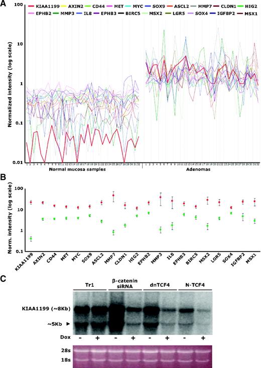 FIGURE 3. KIAA1199 is a putative target of Wnt signaling. A. Degree of correlation between the expression of KIAA1199 mRNA and that of 19 known Wnt signaling target genes identified with the procedure described in Materials and Methods, Results, and Supplementary Fig. S4. For each of the 20 genes, the graph shows the normalized intensity of expression level (plotted on the Y axis) in each of the 32 adenomas and corresponding samples of normal mucosa (X axis). B. Mean expression of each gene in normal mucosa (green dots) and adenomas (red dots). Bars, confidence interval. C. Northern blot showing reduced KIAA1199 expression in LS174T cells following doxycycline-mediated induction of β-catenin small interfering RNA, dominant-negative TCF4 (dnTCF4), or NH2-terminal–deleted TCF4 (N-TCF4). The ∼8-kb band corresponds to full-length KIAA1199 mRNA. The lower band (∼5 kb) may represent an alternative form of this mRNA. Dox, cell transfectants grown in the presence or absence of doxycycline; Tr1, a parental clone (i.e., cells expressing the repressor protein modified by doxycycline but not transfected with β-catenin small interfering RNA, dominant-negative TCF4, or NH2-terminal–deleted TCF4) used as a control of doxycycline exposure. Bottom, ethidium bromide–stained agarose gel as a loading control.