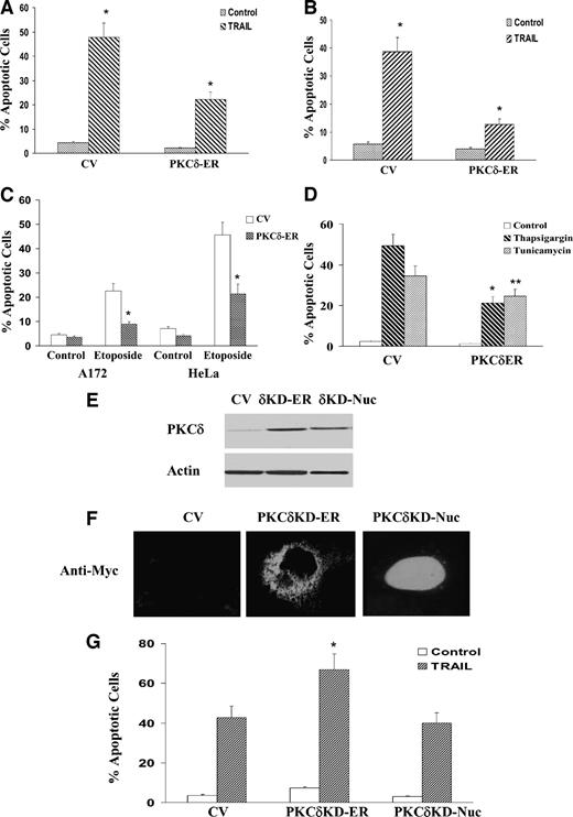 FIGURE 4. Localization of PKCδ in the ER exerts protective effects against cell apoptosis. A172 (A, C, and D) and HeLa (B and C) cells were transfected with control vector and PKCδ-ER. Following 24 h, A172 cells were treated with TRAIL (100 ng/mL) for 5 h (A) and HeLa cells were treated for 24 h (B). C. In addition, both A172 and HeLa cells were treated with etoposide (50 μg/mL) for 24 h. Cell apoptosis was determined using propidium iodide staining and FACS analysis. D. A172-expressing control vector and PKCδ-ER were treated with thapsigargin (2 μg/mL) or tunicamycin (4 μmol/L) for 36 h, and cell death was determined using propidium iodide staining and FACS analysis. A172 cells were transfected with control vector and PKCδ kinase-dead mutants that were targeted to the ER (PKCδKD-ER) or the nucleus (PKCδKD-Nuc). The expression of the PKCδKD-ER and PKCδKD-Nuc was determined by Western blot analysis (E) and their subcellular localization was determined by staining with anti-Myc antibody and confocal microscopy (F). G. Following 24 h, cells were treated with TRAIL for 5 h and cell apoptosis was determined using propidium iodide staining and FACS analysis. The results represent the mean of three independent assays (A, B, C, D, and G) or are from one representative experiment out of three similar experiments (E and F). *, P < 0.001; **, P < 0.05.