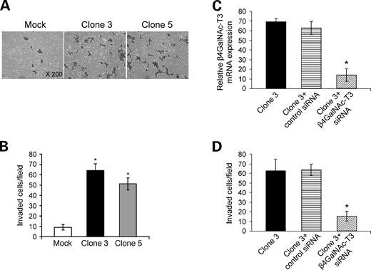 FIGURE 4. β4GalNAc-T3 increases colon cancer cell invasion. A and B. β4GalNAc-T3 overexpression promotes cell invasiveness analyzed by Matrigel invasion assays. Mock or β4GalNAc-T3 transfectants (2 × 105) were seeded in each chamber and cultured for 48 h. Invaded cells were fixed with 100% methanol and stained with 0.5% crystal violet (top). A. Representative images. B. The invaded cells of mock (open column) and β4GalNAc-T3 (black and gray columns) stable transfectants from five fields were counted under a phase-contrast microscope. Columns, mean from three independent experiments; bars, S.D. *, P < 0.01, compared with mock transfectants. C. β4GalNAc-T3 expression in clone 3 stable transfectants is knocked down by β4GalNAc-T3 siRNA but not control siRNA. The relative β4GalNAc-T3 mRNA levels normalized to β-actin in cells after 48-h transfection of siRNA were analyzed by real-time RT-PCR. Clone 3, clone 3 of β4GalNAc-T3 stable transfectants; Clone 3 + control siRNA, clone 3 cells transfected with control siRNA; Clone 3 + β4GalNAc-T3 siRNA, clone 3 cells transfected with β4GalNAc-T3 siRNA. *, P < 0.01, compared with clone 3 knocked down by control siRNA. D. Invasive ability of β4GalNAc-T3-knockdown cells is reduced. Cells were seeded into Matrigel invasion chambers for 48 h. The invaded cell numbers were counted under a microscope. *, P < 0.01, compared with clone 3 knocked down by control siRNA.