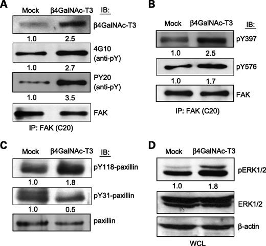 FIGURE 7. Effects of β4GalNAc-T3 on signal transduction. A. β4GalNAc-T3 increases tyrosine phosphorylation of FAK. To show β4GalNAc-T3 overexpression in HCT116 stable transfectants, equal amount of cell extracts was immunoblotted with anti–β4GalNAc-T3 antibody. For FAK analysis, cell extracts were immunoprecipitated (IP) with anti-FAK (C20) antibody and then immunoblotted (IB) with C20 (anti-FAK), 4G10 (anti-pY), or PY20 (anti-pY) monoclonal antibody, as indicated. The band intensity was quantified by ImageQuant 5.1 and normalized to total FAK or β-actin (not shown) levels. B. β4GalNAc-T3 increases tyrosine phosphorylation of FAK Y397 and Y576. Cell extracts were immunoprecipitated with anti-FAK (C20) antibody and then Western blotted with anti-FAK pY397, pY576 or anti-FAK (C20), as indicated. Signal amounts were quantified and normalized to total FAK. C. β4GalNAc-T3 increases tyrosine phosphorylation of paxillin Y118 but decreases tyrosine phosphorylation of paxillin Y31. Cell extracts were immunoblotted with anti-paxillin pY118, pY31 or anti-paxillin, as indicated. The band intensity was quantified and normalized to total paxillin levels. D. β4GalNAc-T3 increases phosphorylation of ERK MAPK. Total ERK1/2 and pERK1/2 were detected by immunoblotting of whole-cell lysate (WCL) with anti–total ERK and anti–phospho-ERK, respectively. β-Actin was used as a control. The band intensity of pERK1/2 was quantified and normalized to total ERK1/2 levels. Representative of at least three independent experiments.