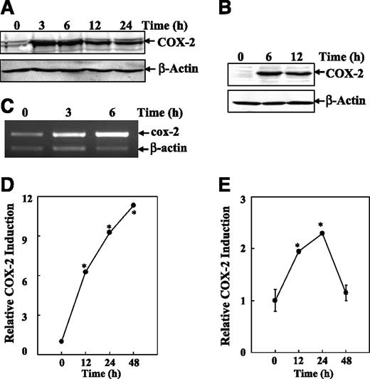 FIGURE 1. TPA-induced COX-2 expression in MEFs and Cl 41 cells. WT MEFs (A and C) and Cl 41 (B) cells were cultured in each well of six-well plates until the cell density reached 80% to 90%. The cells were exposed to 20 ng/mL TPA for certain times as indicated. The cells were then extracted with SDS-sample buffer and subjected to Western blotting analysis (A and B), or with Trizol to collect RNA for reverse transcription-PCR (C). MEF (D) or Cl 41 cell (E) COX-2 luciferase reporter stable transfectants were seeded into each well of 96-well plates. The cells were exposed to 20 ng/mL TPA for various times as indicated. Then, the cells were extracted with 50 μL lysis buffer for luciferase activity measurement. The results are expressed as COX-2 induction relative to medium control (relative COX-2 induction). Points, mean triplicate assay wells; bars, SE. *, P < 0.05, significant increase compared with medium control.