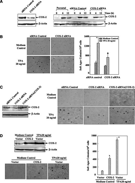 FIGURE 2. COX-2 induction was involved in TPA-induced cell transformation in MEFs and Cl 41 cells. COX-2 siRNA was transfected into WT MEFs (A and B) or Cl 41 cells (C). The stable transfectants were established and named as COX-2 siRNA. The COX-2 siRNA efficiency was identified by Western blotting for the basal COX-2 expression (cells in 10% FBS) or upon TPA treatment (A and C). Human COX-2 expression vector was transfected into Cl 41 parental cells (D) or Cl 41 COX-2 siRNA cells (C), and the stable transfectants were named as COX-2 and COX-2 siRNA(COX-2), respectively. Western blotting was carried out for identification of these transfectants (C and D). The cells as indicated were subjected to soft agar assay as described in Materials and Methods to compare their anchorage-independent growth capability. The pictures were taken and the numbers of colonies were counted 30 d later (B and D). *, P < 0.05, significant increase compared with medium control. ♣, P < 0.05, significant decrease compared with the siRNA control transfectants.