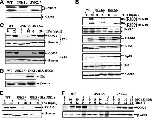 FIGURE 4. JNK1, but not JNK2, was required for the COX2 induction in response to TPA treatment. A and D. WT, JNK1−/−, JNK2−/−, or JNK1−/−(HA-JNK1) MEFs were seeded into each well of six-well plates and cultured in 10% FBS-DMEM at 37°C. After the cell density reached 80% to 90%, the cells were extracted with SDS-sample buffer and identified for the gene deficiency and expression of reconstitution by Western blotting analysis. The indicated cells were treated with TPA for 30 min (B) or 12 h (C) or 24 h (C and E), or treated with MG132 (F) for the different times; then, the cells were extracted with SDS-sample buffer and subjected to Western blot analysis.