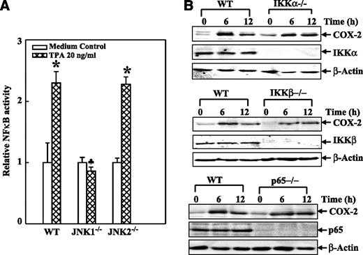 FIGURE 5. The IKK/p65 NF-κB pathway was not implicated in TPA-induced COX-2 expression. A. Stable transfectants of WT, JNK1−/− or JNK2−/− cells with NF-κB-luciferase reporter were seeded into each well of 96-well plates and cultured in 10% FBS-DMEM at 37°C until cell density reached 80% to 90%. Cells were treated with TPA for 6 h and then extracted with 50 μL lysis buffer for 30 min at 4°C for luciferase activity measurement. The results are expressed as NF-κB activity relative to medium control. Columns, mean of triplicate assay wells; bars, SE. *, P < 0.05, significant increase compared with medium control. ♣, P < 0.05, significant decrease compared with WT cells. B. WT, IKKα−/−, IKKβ−/−, and p65−/− MEFs were seeded into each well of six-well plates and cultured in 10% FBS-DMEM at 37°C. After the cell density reached 80% to 90%, the cells were treated with TPA for 6 or 12 h and extracted with SDS-sample buffer and subjected to Western blot analysis.