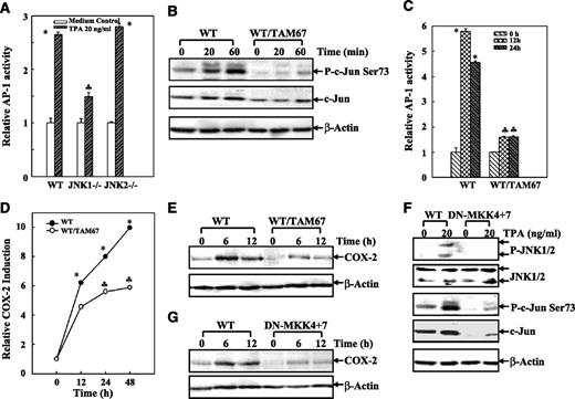 FIGURE 6. The c-Jun/AP-1 pathway participated in TPA-induced COX-2 expression. AP-1 luciferase reporter stable transfectants, including WT, JNK1−/−, JNK2−/− (A), or WT/TAM67 (C), and COX-2 luciferase reporter transfectants of WT and WT/TAM67 (D) were seeded into each well of 96-well plates and cultured in 10% FBS-DMEM at 37°C until cell density reached 80% to 90%. Cells were treated with TPA and then extracted with 50 μL lysis buffer for 30 min at 4°C for luciferase activity measurement. The results are expressed as AP-1 activity or COX-2 induction relative to medium control. Columns and points, mean of triplicate assay wells; bars, SE. *, P < 0.05, significant increase compared with medium control. ♣, significant decrease compared with WT MEFs. B, E, F, and G. WT, WT/TAM67, and DN-MKK4+7 cells were seeded into each well of six-well plates. After the cell density reached 80% to 90%, the cells were treated with TPA for 30 min (F) or for various times as indicated (B, E, and G) and then extracted with SDS-sample buffer and subjected to Western blot analysis with specific antibodies as indicated.