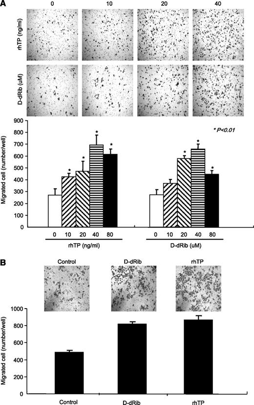 FIGURE 1. Treatment of rhTP and D-dRib stimulates gastric cancer cell migration through Matrigel. A. Cells (1 × 105) of AGS cell line. B. The same number of MKN-1 was added to the upper compartment of Matrigel-precoated transwell chamber and allowed to migrate for 36 h at 37°C. Cell migration was stimulated by the addition of each purified factors of rhTP or D-dRib to the lower chamber. Columns, mean; bars, SD. *, P < 0.01, compared with untreated control.
