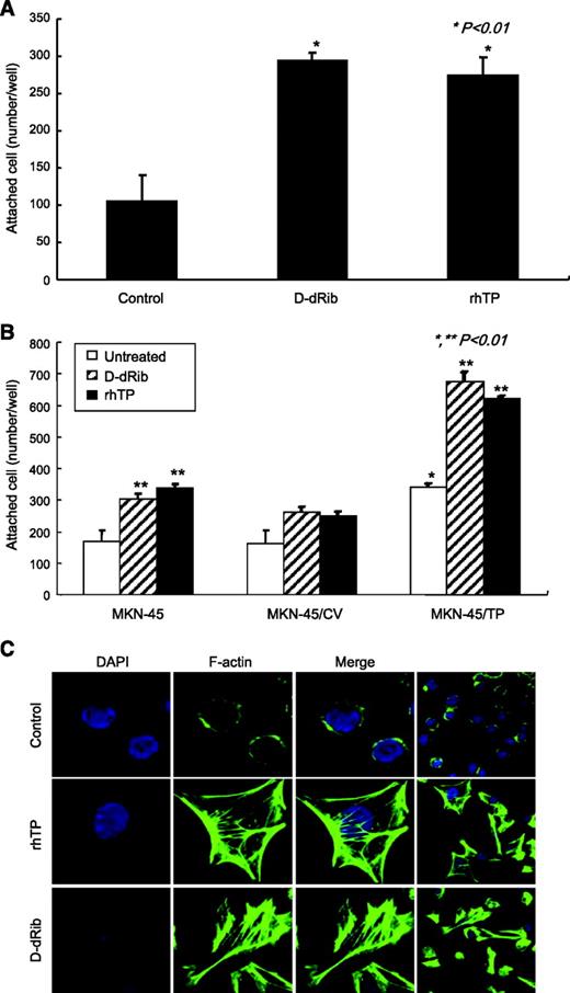FIGURE 5. TP-induced migration ability was accompanied by increased adhesion activity related to TP. Cells (1 × 105) were seeded into a Matrigel-precoated 96-well plate, and the plate was incubated for 2 h at 36°C. Cell adhesion was stimulated with the addition of 40 ng/mL rhTP or 40 μmol/L D-dRib to the medium and attached cells were counted. A. AGS cells treated with rhTP and D-dRib. *, P < 0.01, compared with untreated controls. B. MKN-45 cells treated with rhTP and D-dRib. *, P < 0.01, compared with MKN-45; **, P < 0.01, compared with each cell line untreated. Columns, mean; bars, SD. C. AGS cells were treated with 40 ng/mL rhTP or 40 μmol/L D-dRib and incubated overnight with primary antibody against F-actin conjugated with Alexa Fluor 488 phalloidin at 4°C. Immunofluorescent images were detected with a confocal fluorescent microscope.