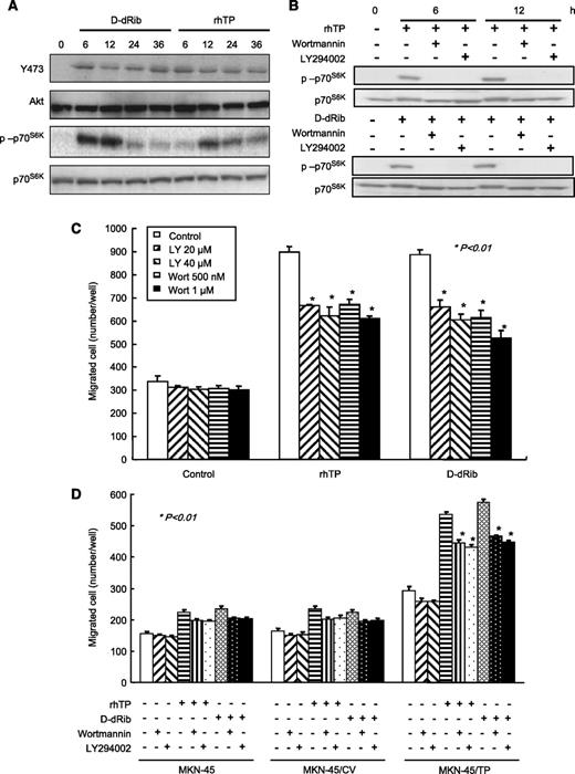 FIGURE 6. TP induces cancer cell migration via the PI3K pathway. A. AGS cells were treated with either 40 ng/mL rhTP or 40 μmol/L D-dRib, and the level of phosphorylated Akt (Y473) and p70S6K was detected by immunoblotting. B. AGS cells were pretreated with the PI3K inhibitors LY294002 and wortmannin for 1 h before treatment with rhTP or D-dRib. Cell lysates were obtained at 6 and 12 h after PI3K inhibitor treatment, and changes in the phosphorylation of p70S6K were detected by immunoblotting. C. AGS cells were preincubated with LY294002 (20 and 40 μmol/L) or wortmannin (500 nmol/L and 1 μmol/L) and treated with either 40 ng/mL rhTP or 40 μmol/L D-dRib in the lower chamber. Cells were allowed to migrate for 36 h at 37°C. *, P < 0.01, compared with untreated control. D. MKN-45 cells were preincubated with LY294002 (40 μmol/L) or wortmannin (500 nmol/L) and treated with either 40 ng/mL rhTP or 40 μmol/L D-dRib in the lower chamber. Cells were allowed to migrate for 36 h at 37°C. Columns, mean; bars, SD. *, P < 0.01, compared with each cell line untreated.