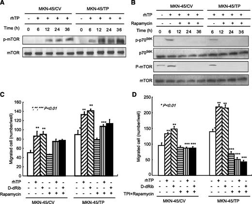 FIGURE 7. The migration ability induced by TP was inhibited by combination treatment with a mTOR inhibitor and TPI. A. MKN-45/CV and MKN-45/TP cells were treated with 40 ng/mL rhTP, and 16 time-dependent levels of phosphorylated mTOR were detected by immunoblotting. B. MKN-45/CV and MKN-45/TP cells were pretreated with 100 nmol/L of the mTOR inhibitor rapamycin for 1 h before treatment with 40 ng/mL rhTP. Cell lysates were obtained at 6, 12, and 24 h after treatment with the PI3K inhibitors, and changes in the phosphorylation of mTOR and p70S6K were detected by immunoblotting. C. MKN-45 cells were preincubated with 100 nmol/L rapamycin and treated with rhTP or D-dRib in the lower chamber. Cells were allowed to migrate for 36 h at 37°C. Columns, mean; bars, SD. *, P < 0.01, compared with MKN-45/CV cells; **, P < 0.01, compared with each cell line untreated; ***, P < 0.01, compared with each cell line treated with rhTP or D-dRib. D. MKN-45 cells were preincubated concurrently with 100 nmol/L rapamycin and 100 μmol/L TPI along with either 40 ng/mL rhTP or 40 μmol/L D-dRib in the lower chamber. Cells were allowed to migrate for 36 h at 37°C. Columns, mean; bars, SD. *, P < 0.01, compared with untreated controls; **, P < 0.01, compared with each cell line untreated; ***, P < 0.01, compared with each cell line treated with rhTP or D-dRib.
