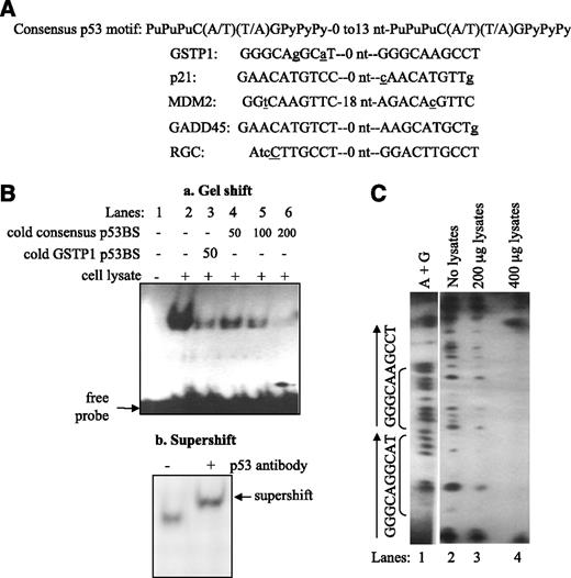 FIGURE 1. Identification and functional characterization of the GSTP1 p53-binding sites. A. Comparison of the p53-binding motif in intron 4 of the GSTP1 gene with consensus p53-binding site (24) and those in known p53-responsive genes. Spacer nucleotides between two p53 half-sites are indicated. Nucleotides that do not match the consensus p53-binding motifs are in lower case and underlined. B. Binding of wild-type p53 protein to the GSTP1 p53-binding motif. Electrophoretic mobility shift assay was done with oligonucleotides corresponding to the GSTP1 p53-binding motif and protein extracts from Sk-Ala cells containing wild-type p53. a, lane 1, 32P-labeled GSTP1 p53 motif with no protein extract; lane 2, 32P-labeled probe and p53-containing protein extracts; lane 3, competition with 50-fold excess of unlabeled GSTP1 p53 motif probe; lanes 4 to 6, competition experiments with 50-, 100-, and 200-fold excess of unlabeled (cold) consensus binding sites (24). b, supershift of p53 protein bound to GSTP1-binding motif. The p53 monoclonal antibody DO-1 was added to protein extract from Sk-Ala cells preincubated with the 32P-end–labeled probe. Arrow, supershifted band. C. DNase I footprinting analysis of wild-type p53 protein binding to the GSTP1 p53 motif. Wild-type p53 protein extracts from Sk-Ala cells were used in these studies. Lane 1, Maxam-Gilbert sequencing of the nucleotide sequence (A+G) of the footprint probe; lane 2, sequence of the GSTP1 p53 motif without protein extract; lanes 3 and 4, contained 200 and 400 μg of p53-containing protein from Sk-Ala cells, respectively. Brackets, the sequence of the protected region corresponds to the GSTP1 p53-binding motif.