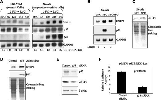 FIGURE 3. GSTP1 gene expression is induced by wild-type p53 in tumor cells. Sk-Ala cells stably express wild-type p53 at 38°C and inactive mutant at 32°C. SKLMS-1 expresses inactive p53 at both temperatures. A. GSTP1 gene transcript was examined by Northern blotting in both cell lines maintained at 38°C for 48 h and then switched to 32°C for 6, 12, 24, and 48 h. The membranes were blotted for GSTP1, p53, p21/WAF1, and the loading control GAPDH. Band signals were quantified densitometrically and used to compute GSTP1 to GAPDH ratios. B. GSTP1 gene is transcriptionally activated in cells with wild-type. Sk-Ala cells were maintained at 38°C (mutant p53; lane 1), switched to 32°C (wild-type p53) for 48 h (lane 2), returned to 38°C (mutant p53) for 72 h (lane 3), harvested, and subjected to Northern blot analyses for transcripts of the GSTP1, p21/WAF1, and GAPDH genes. C. p53 protein with the wild-type conformation/function increases GSTP1 protein expression. Sk-Ala cells were maintained at 38°C and switched to 32°C for 48 h. Equal loading is indicated by Coomassie blue staining. D. Forced expression of the wild-type p53 increased GSTP1 expression. MGR1 cells were infected with the adenovirus carrying wild-type p53, Ad/CMV-p53, and the control virus Ad/CMV. After 48 h, infected cells were harvested and subjected to Western blotting to determine expression of GSTP1 and p53. Equal loading is indicated by Coomassie blue staining. E and F. p53 knockdown suppresses GSTP1 expression. In E, U87MG cells were transfected with nonspecific control siRNA and p53 siRNA for 48 h and lysed and total protein was extracted. Western blot analyses were then done to determine levels of p53, GSTP1, and β-actin. In F, U87MG cells were transfected with pGSTP1-p53BS(3X)-Luc/pRL-CMV and control siRNA or p53 siRNA and luciferase activity was determined 48 h after transfection, as described earlier. Columns, mean of three independent experiments; bars, SD. Student's t test was subsequently carried.