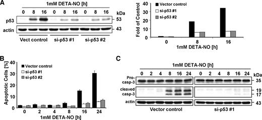 FIGURE 2. Stable SH-Sy5y cells expressing p53 siRNA are resistant to NO-induced apoptosis. A. Western blot analysis. SH-Sy5y vector control cells and si-p53 clones #1 and #2 were treated with 1 mmol/L DETA-NO for various times. Total cell lysates were separated in 10% polyacrylamide gels, and the membrane was probed with anti-p53 antibody (left). The bands were quantified and expressed as fold of untreated vector control cells after normalization to β-actin protein levels (right). B. Fluorescence-activated cell sorting analysis after PI staining. SH-Sy5y vector control cells and si-p53 clones #1 and #2 were treated with 1 mmol/L DETA-NO for various times and fixed in 70% ethanol. After rehydration, intracellular DNA was stained with PI and the percentage of apoptotic cells was determined by flow cytometry. Columns, mean (n = 3); bars, SE. C. SH-Sy5y vector control and si-p53 knockdown clone #1 cells were treated with 1 mmol/L DETA-NO for various times. Similar results were obtained for si-p53 clone #2 (data not shown). Total cell lysates were separated in a 10% polyacrylamide gel, which was probed with an anti–caspase-3 antibody.
