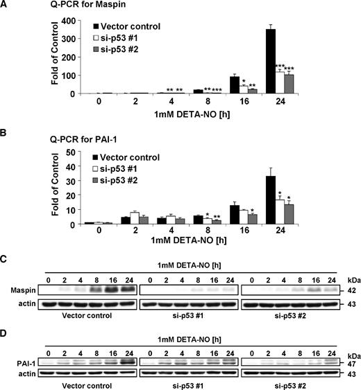 FIGURE 4. p53 mediates the NO-induced up-regulation of maspin and PAI-1 in SH-Sy5y cells. A and B. Quantitative real-time PCR analysis. SH-Sy5y vector control cells and si-p53 clones #1 and #2 were treated with 1 mmol/L DETA-NO for various times and total RNA was extracted and reverse transcribed. The levels of maspin (A) or PAI-1 (B) mRNA transcripts were determined by Q-PCR. Columns, mean fold of untreated wild-type cells (n = 5) after normalization to β-actin expression; bars, SE. *, P < 0.05; **, P < 0.01; ***, P < 0.001 compared with vector control cells treated with DETA-NO for the same length of time. C to D. Western blot analysis. SH-Sy5y cells were treated with 1 mmol/L DETA-NO for various times. Total cell lysates were separated in a 10% polyacrylamide gel, and the membrane was probed with anti-maspin (C) or anti–PAI-1 (D) antibodies.