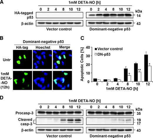 FIGURE 5. Stable SH-Sy5y cells expressing DN-p53 are resistant to NO-induced apoptosis. A. SH-Sy5y vector control and DN-p53 cells were treated with 1 mmol/L DETA-NO for various times. Total cell lysates were separated in a 10% polyacrylamide gel, which was probed with an anti–HA-tag antibody to detect DN-p53. B. Immunofluorescence. SH-Sy5y vector control and DN-p53 cells were treated with 1 mmol/L DETA-NO for 12 h. The cells were probed with anti–HA-tag antibodies. Bound antibodies were probed with Alexa Fluor 488 goat anti-mouse IgG, incubated with Hoechst 33342 nuclear stain, washed, and mounted. Green, HA-tag staining; blue, nuclear staining. Pale greenish-blue, overlap between HA-tag and the nucleus in the merged images. C. Fluorescence-activated cell sorting analysis after PI staining. SH-Sy5y vector control and dominant-negative p53 cells were treated with 1 mmol/L DETA-NO and fixed in 70% ethanol. After rehydration, intracellular DNA was stained with PI, and the percentage of apoptotic cells was determined by flow cytometry. Columns, mean (n ≥ 3); bars, SE. *, P < 0.05; **, P < 0.01 compared with vector control cells treated with DETA-NO for the same length of time. D. As in A except the membrane was probed with an anti–caspase-3 antibody.