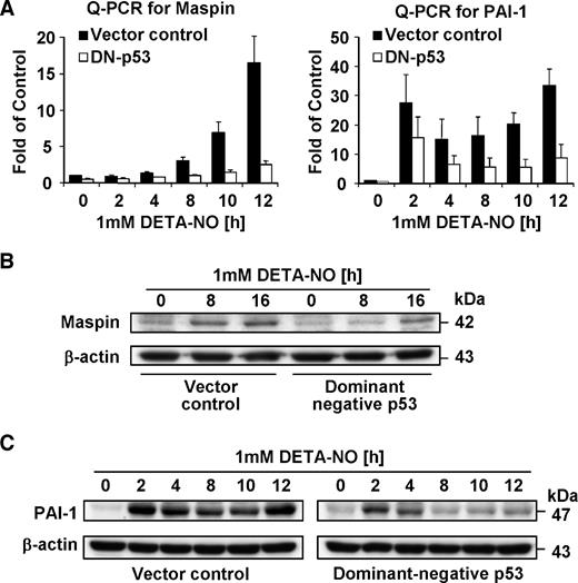 FIGURE 6. Failure of maspin and PAI-1 up-regulation by NO in stable SH-Sy5y cells expressing dominant-negative p53. A. Quantitative real-time PCR analysis. SH-Sy5y vector control and dominant-negative p53 cells were treated with 1 mmol/L DETA-NO for various times, and total RNA was reverse transcribed. The levels of mRNA transcripts for maspin (left) and PAI-1 (right) were determined by Q-PCR. Columns, mean fold of untreated vector control cells (n = 3) after normalization to β-actin expression; bars, SE. B to C. Western blot analysis. SH-Sy5y vector control and dominant-negative p53 cells were treated with 1 mmol/L DETA-NO for various times. Total cell lysates were separated in a 10% polyacrylamide gel, and the membrane was probed with antibodies against maspin (B) or PAI-1 (C).