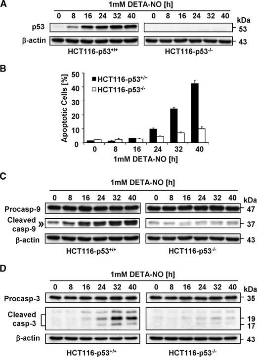 FIGURE 7. p53−/− HCT116 cells are resistant to NO-induced apoptosis. A. Western blot analysis. HCT116-p53+/+ and HCT116-p53−/− cells were treated with 1 mmol/L DETA-NO for the indicated times. Total cell lysates were separated in a 10% polyacrylamide gel, and the membrane was probed with anti-p53 antibodies. B. Fluorescence-activated cell sorting analysis after PI staining. HCT116-p53+/+ and HCT116-p53−/− cells were treated with 1 mmol/L DETA-NO and fixed in 70% ethanol. After rehydration, intracellular DNA was stained with PI, and the percentage of apoptotic cells was determined by flow cytometry. Columns, mean (n ≥ 3); bars, SE. C to D. Western blot analyses. HCT116-p53+/+ and HCT116-p53−/− cells were treated as in A above, except that total proteins were probed with anti–caspase-9 (C) or anti–caspase-3 (D) antibodies.