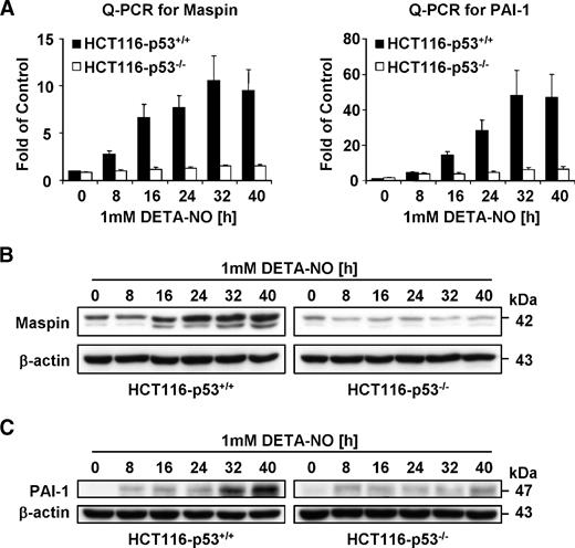 FIGURE 8. Failure of maspin and PAI-1 up-regulation by NO in p53−/− HCT116 cells. A. Quantitative real-time PCR analysis. HCT116-p53+/+ and HCT116-p53−/− cells were treated with 1 mmol/L DETA-NO for the indicated times, and total RNA was extracted and reverse transcribed. The levels of mRNA transcripts for maspin (left) or PAI-1 (right) were determined by Q-PCR. Columns, mean fold of untreated HCT116-p53+/+ cells (n = 3) after normalization to β-actin expression; bars, SE. B to C. Western blot analysis. HCT116-p53+/+ and HCT116-p53−/− cells were treated with 1 mmol/L DETA-NO for various times. Total cell lysates were separated in a 10% polyacrylamide gel, and the membrane was probed with anti-maspin (B) or anti–PAI-1 (C) antibodies.
