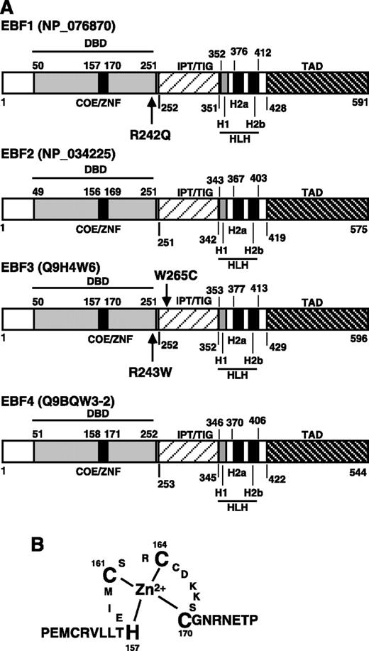 Emerging Roles of the EBF Family of Transcription Factors in Tumor ...