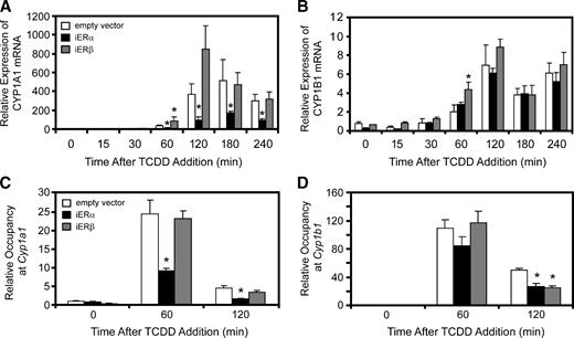 FIGURE 5. Effect of ERα or ERβ knockdown on AHR-dependent transcription in HC11 cells. A and B. HC11 mouse mammary epithelial cells stably expressing shRNA targeted against ERα, ERβ, or vector control were treated with 10 nmol/L TCDD for the times indicated. RNA was extracted and analyzed with quantitative real-time PCR to detect mRNA expression levels of CYP1A1 (A) and CYP1B1 (B). C and D. ChIP analysis of TCDD-dependent recruitment of ER to the Cyp1a1 (C) and Cyp1b1 (D) promoter regions in HC11 vector controls, iERα, or iERβ cells. Cells were treated with 10 nmol/L TCDD for the indicated time periods and ChIP assays were done. *, P < 0.05, between ER-knockdown and vector control (A and B) and compared with time-matched vector control samples (C and D).