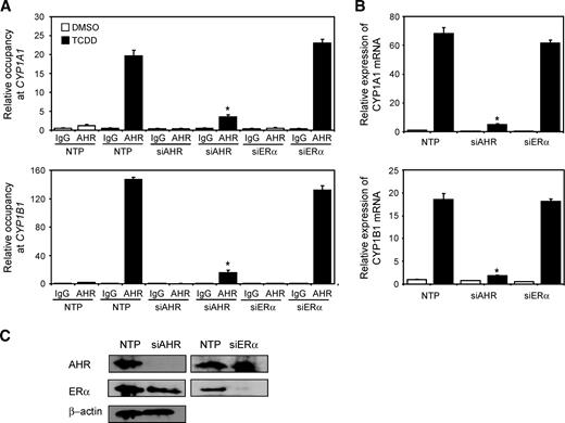 FIGURE 6. Effect of ERα and AHR knockdown on AHR recruitment and AHR-dependent transcription in MCF-7 cells. MCF-7 cells were transfected for 48 h with siRNA and then treated for 1 h with TCDD. A. ChIP assays were done with the indicated antibodies, and promoter occupancy for AHR was determined at CYP1A1 and CYP1B1 by quantitative real-time PCR. B. Analysis of CYP1A1 and CYP1B1 mRNA induction in MCF-7 cells transfected for 48 h with siRNA and then treated for 6 h with TCDD. RNA was isolated and reverse transcribed as described in Materials and Methods and analyzed by quantitative real-time PCR. Data were normalized against time-matched DMSO and to ribosomal 18S levels. C. Western blot analysis of AHR and ERα knockdown in MCF-7 cells. β-Actin was used as loading control and each treatment was matched with nontargeting pool siRNA. The data represent the SE of three independent replicates. P < 0.05, compared with treatment-matched nontargeting pool (NTP) control.