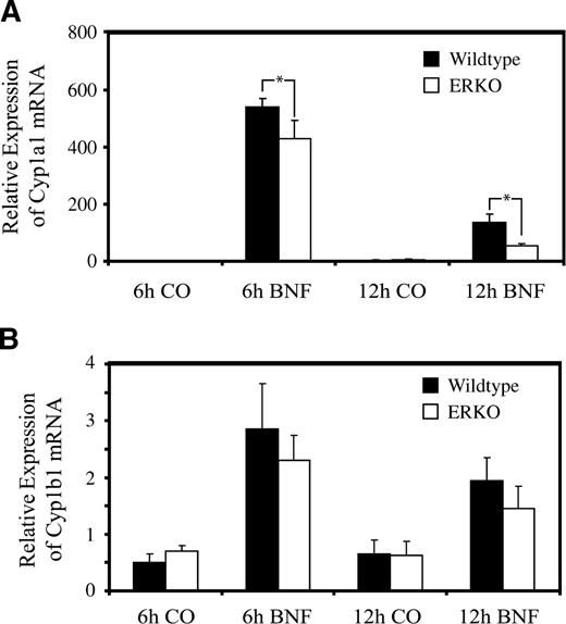 FIGURE 7. Effect of targeted disruption of ERα on AHR-dependent Cyp1a1 and Cyp1b1 expression. Ovariectomized ERα−/− mice (ERKO) and wild-type littermates were given i.p. injections of BNF or solvent control (CO) for 6 or 12 h. Livers were harvested and total RNA was extracted, as described in Materials and Methods, and analyzed by quantitative real-time PCR for accumulation of Cyp1a1 (A) and Cyp1b1 (B) mRNA. *, P < 0.05, compared with wild type.