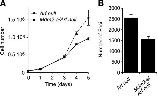 FIGURE 1. MDM2-A mediates growth inhibition and reduces transformation in the absence of Arf. A. Growth curve of Arf-null (dashed line) and Mdm2-a/Arf-null (solid line) MEFs. B. Quantitation of transformed foci/78.5 cm2 after MEFs were transfected with E1A and plated at high density. Columns, mean of three experiments; bars, SD.