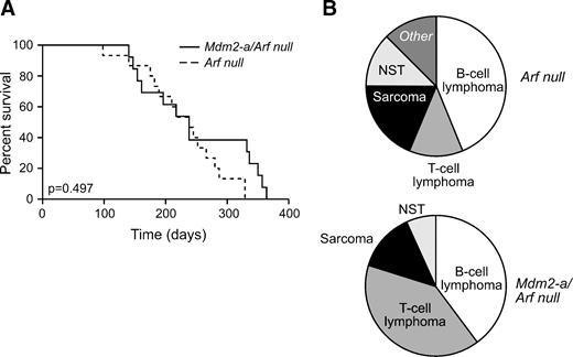 FIGURE 2. In the absence of Arf, MDM2-A does not alter survival but does enhance T-cell lymphoma development. A. Kaplan-Meier survival curve for Arf null (dashed line) and Mdm2-a/Arf null (solid line). There was no significant difference in survival of these two groups of mice (P = 0.497). B. Tumor distribution in Arf null (top) and Mdm2-a/Arf null (bottom) displayed a marginally significant difference between the two groups (P = 0.096). NST, nerve cell tumor.