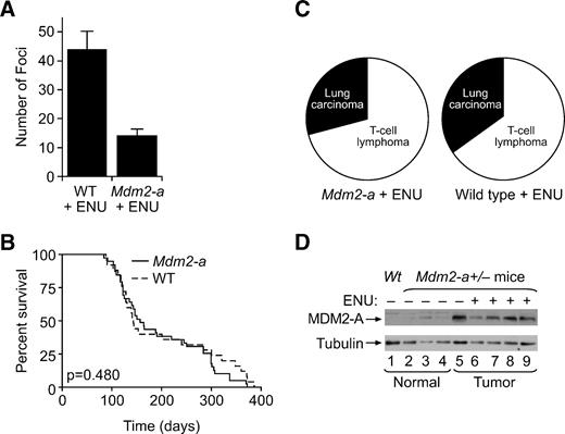 FIGURE 3. ENU treatment in the presence of MDM2-A leads to a reduction in transformation and does not alter survival, and its expression is stabilized in tumors. A. Histogram of foci/78.5 cm2 detected after ENU treatment of either wild-type or Mdm2-a MEFs. Columns, mean of three experiments; bars, SD. B. Kaplan-Meier survival curve of wild-type (dashed line) and Mdm2-a transgenic (solid line) mice after ENU treatment. There was no significant difference in survival between the two groups (P = 0.480). C. Tumor spectrum in Mdm2-a transgenic mice exposed to ENU and wild-type mice exposed to ENU mice. D. Western blot analysis of MDM2-A expression in normal tissue (lanes 1-4) and tumor tissue (lanes 5-9) obtained from the lungs of wild-type (lane 1), untreated Mdm2-a transgenic mice (lanes 2-5), and ENU-treated Mdm2-a transgenic mice (lanes 6-9). Elevated MDM2-A expression is observed in all tumor tissues irrespective of whether the tumors arose as a consequence of ENU exposure.