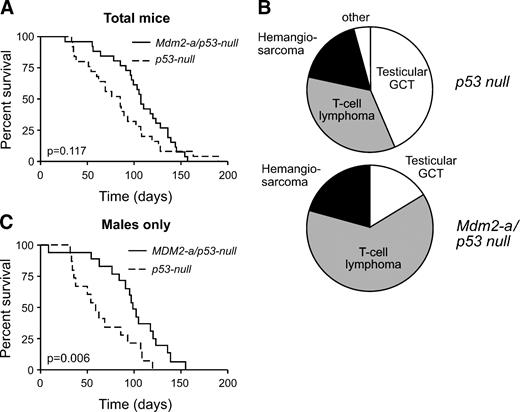 FIGURE 5. MDM2-A does not significantly alter the survival of p53-null mice but does shift the tumor spectrum. A. Kaplan-Meier survival curve of p53 null (dashed line) and Mdm2-a/p53 null (solid line). There was no significant difference in survival between the two groups (P = 0.117). B. Tumor spectrum of p53 null (top) and Mdm2-a/p53 null (bottom). GCT, germ cell tumor. There was a marginal significant difference in the tumor spectrum between the two groups (P = 0.086). C. Kaplan-Meier survival curve of males only, p53 null (dashed line), and Mdm2-a/p53 null (solid line). There was a significant difference between the two populations once the male mice were evaluated separately (P = 0.006).