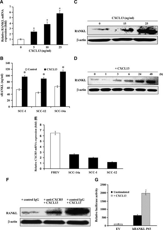 FIGURE 1. CXCL13 stimulates RANKL expression and promoter activity in OSCC cells. A. CXCL13 stimulates RANKL mRNA expression in SCC14a cells. Cells were stimulated with different concentration of recombinant (E. coli expressed) human CXCL13 (0-25 ng/mL) for 48 h. Total RNA was isolated from these cells and RANKL mRNA expression was quantified by real-time RT-PCR analysis. The mRNA expression was normalized with respect to GAPDH amplification. Columns, mean for three independent experiments (*, P < 0.05); bars, SD. B. CXCL13 (25 ng/mL) stimulates the secretion of RANKL in OSCC cells. sRANKL levels in conditioned media obtained from OSCC cells stimulated with CXCL13 for 48 h were measured by ELISA. Columns, mean of three independent experiments (*, P < 0.05); bars, SD. C. CXCL13 stimulates RANKL protein expression in SCC14a cells. Cells were stimulated with different concentrations of CXCL13 (0-25 ng/mL) for 48 h. Total cell lysates obtained were analyzed by Western blot for RANKL expression. Data represent three independent experiments (D). The SCC14a cells were stimulated with CXCL13 (25 ng/mL) at different time points (0-48 h). Total cell lysates were analyzed by Western blot for RANKL expression. β-Actin expression served as loading control. Data represent three independent experiments. The band intensity was quantified by densitometric analysis using the NIH ImageJ Program. E. CXCR5 expression in OSCC cells. Total RNA isolated from FREV (human B lymphocytes) and OSCC cells were subjected to real-time RT-PCR analysis for CXCR5 mRNA expression. Columns, mean of three independent experiments (*, P < 0.05); bars, SD. F. Blockade of the chemokine receptor, CXCR5 inhibits CXCL13 stimulated RANKL expression in SCC14a cells. Cells were stimulated with CXCL13 (25 ng/mL) for 48 h with or without CXCR5 antibody (10 μg/mL) and control IgG. Total cell lysates were analyzed by Western blot for RANKL expression. β-Actin expression serves as a control. Data represent three independent experiments. G. CXCL13 stimulates hRANKL gene promoter activity. SCC14a cells were transiently transfected with hRANKL gene promoter-luc reporter plasmid (hRANKL P#3) using lipofectamine. Cells were cultured with 25 ng/mL of recombinant hCXCL13 for 48 h. SCC14a cells mock-transfected with the EV served as the control. Total cell lysates prepared after a 48-h period were assayed for luciferase activity. Transfection efficiency was normalized by measuring β-galactosidase activity coexpressed in these cells. Columns, mean of three independent experiments (*, P < 0.05); bars, SD.