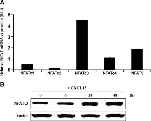 FIGURE 2. CXCL13 stimulates NFATc3 transcription factor expression in SCC14a cells. A. SCC14a cells were stimulated with CXCL13 (25 ng/mL) for 48 h. Total RNA was isolated from these cells and subjected to real-time RT-PCR analysis for NFAT family transcription factors mRNA expression. The mRNA expression was normalized with respect to GAPDH amplification. Columns, mean for three independent experiments (*, P < 0.05); bars, SD. B. Time-dependent expression of NFATc3 in CXCL13-stimulated SCC14a cells. Cells were treated with CXCL13 (25 ng/mL) for different time points (0-48 h) and the cell lysates obtained were analyzed by Western blot for NFATc3 expression. Data represent three independent experiments. The band intensity was quantified by densitometric analysis using the NIH ImageJ Program.