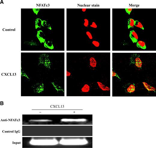 FIGURE 4. CXCL13 activation of NFATc3. A. CXCL13 induces NFATc3 nuclear translocation in OSCC cells. SCC14a cells were stimulated with CXCL13 (25 ng/mL) for 24 h. Immunostaining for NFATc3 is shown as detected by Alexa 488–conjugated anti-goat antibody. Nuclear staining was done with DRAQ5. B. ChIP assay for NFATc3 binding to the hRANKL promoter region. SCC14a cells were stimulated with and without CXCL13 (25 ng/mL) for 24 h and ChIP assay was done using anti-NFATc3–specific antibody as described in methods. Data represent three independent experiments.