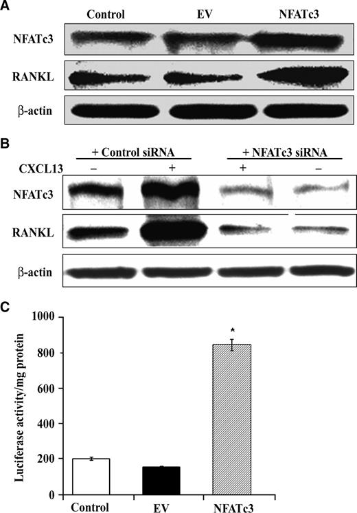 FIGURE 5. NFATc3 regulates RANKL expression. A. Overexpression of NFATc3 in SCC14a cells. Cells were transiently transfected with NFATc3 expression plasmid. After 48 h, total cell lysates obtained were analyzed with Western blot for NFATc3 and RANKL expression. Data represent three independent experiments. B. siRNA suppression of NFATc3 in SCC14a cells. The cells were transiently transfected with double-stranded NFATc3 siRNA by oligofectamine and stimulated with or without CXCL13 (25 ng/mL) for 48 h. Total cell lysates obtained were analyzed with Western blot for NFATc3 and RANKL expression. β-Actin expression served as loading control. Data represent three independent experiments. The band intensity was quantified by densitometric analysis using the NIH ImageJ Program. C. NFATc3 overexpression stimulates gene promoter activity in hRANKL-luc SCC11B stable cell line. SCC11B cells were transiently transfected with or without NFATc3 expression plasmid by lipofectamine. Total cell lysates prepared after a 48-h period were assayed for luciferase activity per milligram protein. Columns, mean for three independent experiments (*, P < 0.05); bars, SD.