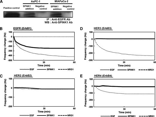 FIGURE 2. Binding of SPINK1 with EGFR. A. Binding of SPINK1 with EGFR. AsPC-1 and MIAPaCa-2 cell lines were either untreated (control; FBS-free) or treated by FBS-free medium containing SPINK1 (10 ng/mL) and then incubated for 10 min at 37°C. Immunoprecipitates with an anti-EGFR antibody were analyzed by Western blotting using rabbit anti-human SPINK1 antibody. B. QCM analysis using EGFR extracellular domain-IgG fusion protein. Decrease of frequency in SPINK1-immobilized sensor chip was about half of that in EGF-immobilized sensor chip. C. QCM analysis using HER2 extracellular domain-IgG fusion protein. Decrease of frequency was not observed for any sensor chip. D. QCM analysis using HER3 extracellular domain-IgG fusion protein. Decrease of frequency was observed in NRG1 sensor tip but not in other sensor chips. E. QCM analysis using HER4 extracellular domain-IgG fusion protein. Decrease of frequency was observed in NRG1 sensor tip but not in other sensor chips.