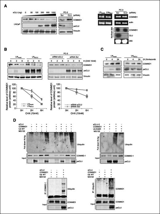 FIGURE 2. sCLU induces ubiquitination and proteasome-dependent degradation of COMMD1. A. COMMD1 levels are negatively regulated by sCLU. Left, LNCaP cells were transiently transfected with increasing amounts of sCLU cDNA as indicated. After 48 h, expression levels of COMMD1 were determined by Western blot. PC-3 cells were treated with 10 nmol/L sCLU or Scr siRNA and Western blot was done using COMMD1 and CLU. Right, COMMD1 mRNA levels are not affected by sCLU. RNA was extracted from LNmock, and LNsCLU or PC-3 cells were treated sCLU or Scr siRNA. COMMD1 mRNA levels were analyzed using reverse transcriptase-PCR (Supplementary Data S3) with actin as a control (top) and by Northern blot with CLU and 28S as controls (bottom). B. sCLU levels affect COMMD1 stability. LNmock, LNsCLU (left), or PC-3 cells were treated with 10 nmol/L sCLU or Scr siRNA (right) followed by 10 μmol/L cycloheximide (CHX) with DMSO as a control. COMMD1 protein levels were measured by Western blot analysis. C. COMMD1 protein levels are regulated by proteasomal degradation. LNmock or LNsCLU cells were treated with the proteasome inhibitor bortezomib, and COMMD1 levels were assessed by Western blot using COMMD1 antibody. D. Effect of sCLU on COMMD1 ubiquitination. LNCaP cells were cotransfected with either empty vector or sCLU in parallel with COMMD1, wild-type ubiquitin (Ub WT; top left), or mutated ubiquitin (Ub K48R; top right). After 48 h, cells were treated +/− MG132 for 6 h, proteins were extracted in radioimmunoprecipitation assay buffer, and pull-down assay using nickel-agarose (Ni-Ag) was done followed by Western blot using ubiquitin, COMMD1, and CLU (Input) antibodies. LNCaP cells were cotransfected with ubiquitin +/− sCLU and COMMD1 as indicated. After 48 h, cells were treated with MG132 for 6 h. Cell lysates were prepared with 8 mol/L urea buffer, co-IP using COMMD1 (bottom left) or ubiquitin (bottom right) antibodies, and Western blots (co-IP and input) were done using ubiquitin, COMMD1, and CLU antibodies.