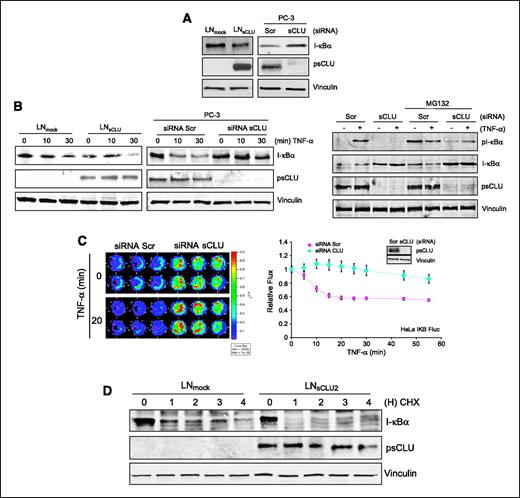 FIGURE 3. Clusterin facilitates I-κB degradation. A. sCLU modulates total I-κB protein levels. Total protein from LNmock or LNsCLU (left) were extracted and I-κB protein levels were assessed by Western blot. PC-3 cells (right) were treated with 10 nmol/L sCLU or Scr siRNA and Western blotting was done using COMMD1, sCLU, and vinculin antibodies (left). B. sCLU modulates I-κBα degradation. Left, LNmock or LNsCLU and PC-3 treated with 10 nmol/L sCLU or Scr siRNA were treated with 20 ng/mL of TNF-α as indicated. Right, PC-3 treated with 10 nmol/L sCLU or Scr siRNA and treated with either 20 ng/mL of TNF-α for 30 min or MG132 for 3 h followed by 30-min TNF-α treatment. Western blot experiments were done using I-κBα, pI-κBα, sCLU, and vinculin antibodies. C. sCLU knockdown stabilizes I-κB in cellulo. HeLa-I-κB-Fluc cells were treated with 10 nmol/L sCLU or Scr siRNA for 48 h. Cells were then treated with 20 ng/mL TNF-α and imaged using an IVIS system with luciferin as a substrate (left). Photon count was plotted as a function of time after addition of TNF-α or vehicle and normalized at a given time point as a fold of TNF-α–untreated cells (Supplementary Data S4); values were expressed as a fold of the initial value (right). D. sCLU regulates steady-state turnover of I-κBα. LNmock or LNsCLU were stimulated by a 10-min pulse of TNF-α and the medium containing cycloheximide (30 μmol/L) was added as indicated. Proteins were Western blotted using I-κBα, CLU, and vinculin antibodies.