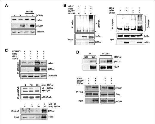 FIGURE 4. sCLU regulates proteasomal-dependent degradation rates of I-κB. A. sCLU enhances proteasomal degradation of endogenous I-κBα. LNCaP cells were transfected with sCLU or empty vector, and MG132 was added 3 h before harvesting cells. Total lysates were analyzed by Western blot using I-κBα, CLU, and vinculin antibodies. B. sCLU induces I-κBα ubiquitination. LNCaP cells were cotransfected with ubiquitin +/− sCLU and I-κB as indicated. After 48 h, cells were treated with MG132. Total proteins were co-IP with I-κBα antibody. Western blots (co-IP and input) were done using ubiquitin or I-κBα and CLU antibodies (left). The inverse experiment was done using ubiquitin antibody for co-IP and I-κB, and CLU for Western blot (right). C. CLU is found in a complex with I-κB, NF-κB, and COMMD1. LNCaP cells were cotransfected with COMMD1 and I-κB +/− sCLU as indicated. After 48 h, cells were treated with TNF-α for 30 min. Co-IP was done using COMMD1 antibody, whereas Western blot was done with I-κB, CLU, and COMMD1 antibodies (top). sCLU interacts with p65 NF-κB. LNsCLU cells were treated with 20 ng/mL TNF-α as indicated and proteins were co-IP with p65 NF-κB antibody. A Western blot was done using sCLU or p65 NF-κB (middle). sCLU interacts with pI-κB. LNsCLU cells were treated with or without MG132 for 3 h before TNF-α as indicated. Proteins were co-IP with pI-κB antibody and Western blot was done using CLU antibody (bottom). D. sCLU interacts with Cul1. Top, LNCLU2 cells were treated with or without TNF-α for 30 min and co-IP with Cul1 or IgG antibodies followed by Western blot with CLU and Cul1 antibodies. Bottom, LNCaP cells were transfected with βTrCP-1 and sCLU and treated with TNF-α as indicated. Proteins were co-IP with Flag antibody, and Western blot was performed using CLU and Flag antibodies.