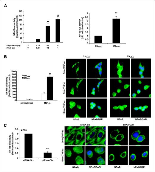 FIGURE 5. Effect of sCLU on NF-κB transcription activity. A. sCLU enhances NF-κB transactivation. Left, LNCaP cells were transiently cotransfected with NF-κB-Luc and Renilla plasmids and sCLU plasmid. The total amount of plasmid DNA transfected was normalized to 1.65 μg/well by addition of empty vector. Right, LNmock and LNCLU2 were transiently transfected with NF-κB-Luc and Renilla plasmids. After 48 h, cells were harvested and luciferase activity was determined. B. Left, TNF-α enhances the effect of sCLU on NF-κB activation: LNmock and LNsCLU were transfected with NF-κB-Luc plasmid. After 24 h, cells were treated with 20 ng/mL of TNF-α for 24 h and luciferase activity was determined. Data represent the mean of at least three independent experiments done in triplicate. Fold is measured relative to NF-κB activation in LNmock without treatment. Right, sCLU accelerates NF-κB nuclear translocation after TNF-α. LNmock and LNsCLU were treated with or without 20 ng/mL TNF-α, and immunofluorescence was done using p65 NF-κB antibody. C. sCLU knockdown decreases NF-κB activation. Left, PC3 cells were transfected simultaneously with NF-κB-Luc plasmid and sCLU or Scr siRNA. After 48 h, luciferase activity was determined. Triplicate luciferase assays were repeated three times and reported as mean + SE. **, P < 0.001, statistical significance. Right, sCLU knockdown inhibits p65 NF-κB nuclear localization. PC-3 cells were transfected with 10 nmol/L sCLU or Scr siRNA, for 48 h followed by +/− 20 ng/mL TNF-α. Immunofluorescence was done using p65 NF-κB antibody and 4′,6-diamidino-2-phenylindole for nuclei staining.