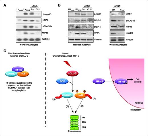 FIGURE 6. sCLU modulates NF-κB–dependent genes. A. sCLU expression correlates with NF-κB–dependent genes. Total RNA was extracted from LNmock and LNsCLU, and also from LNsCLU cells treated with Scr or CLU siRNA. Northern blot analysis was done using Sema3C, NGAL, sPLA2-IIa, and MIP3a probes. B. Validation of gene array at the protein level. Total proteins were extracted from LNmock and LNsCLU, and also from LNsCLU (left) and PC-3 cells (right) treated with Scr or CLU siRNA. Western blots were performed using CLU, MCP-1, MCP-2, cIAP2, sPLA2-IIa, MIP-3, and vinculin antibodies. C. Schema illustrating the ligand-independent mode of NF-κB transactivation involving the molecular chaperone, sCLU.