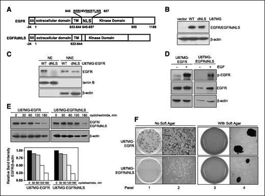 FIGURE 2. Generation of GBM cells stably expressing mutant EGFR that is defective in nuclear entry. A, structures of EGFR and EGFRdNLS, an EGFR mutant defective in nuclear entry. Top, EGFR contains several functional domains, namely signal peptide (SS; aa −24 to −1), extracellular domain (1-621), transmembrane domain (TM; aa 622-644), NLS (aa 645-657), and kinase domain (658-955). Three NLSs are underlined. Bottom, EGFRdNLS mutant contains a deletion of eight amino acids (aa 645-652) within the NLS region and a Ser insertion as aa residue 645. It has been shown that amino acid substitutions of the basic residues with this NLS region abolish the ability of EGFR to enter the nucleus (15, 40). B, EGFR expression in isogenic U87MG-vector, U87MG-EGFR, and U87MG-EGFRdNLS cells. Western blotting shows that U87MG-vector cells do not express Myc-tagged EGFR protein, and in contrast, U87MG-EGFR and U87MG-EGFRdNLS express increased and comparable levels of EGFR/EGFRdNLS. C, EGFRdNLS is absent in the cell nucleus. Efficiency of nuclear fractionation is indicated by the lack of cytoplasmic protein β-Actin in the nuclear extract and the absence of nuclear marker lamin B in the nonnuclear extract. D, EGFRdNLS undergoes EGF-induced autophosphorylation similar to EGFR. Isogenic U87MG-EGFR and U87MG-EGFRdNLS cells were serum starved, stimulated with EGFR for 0 and 15 min, and subjected to Western blotting to determine levels of p-EGFR (Y1068; indicator of receptor activation), EGFR, and β-Actin. E, EGFRdNLS has similar stability relative to EGFR. Isogenic U87MG-EGFR and U87MG-EGFRdNLS cells were treated with protein synthesis inhibitor cycloheximide (10 μg/mL) for 0 to 180 min and subjected to Western blotting to determine levels of EGFR and β-Actin. Intensity of the band signals were quantified using the ImageJ software and protein half-life was subsequently computed. F, nuclear EGFR is important for the clonogenic growth of EGFR-expressing GBM cells. Colony formation assays were done in the absence (left two panels) and presence (right two panels) of soft agar. U87MG-EGFRdNLS cells formed significantly less colonies than U87MG-EGFR cells. As shown by the 5× images in the second panel, the colony from U87MG-EGFR cells contained more cells and was with intensive staining, whereas the one from U87MG-EGFRdNLS cells contained significantly fewer cells. As shown by the high-resolution images (fourth panel), U87MG-EGFR cells formed larger colonies compared with U87MG-EGFRdNLS cells in the presence of soft agar, suggesting that nuclear EGFR is important for the anchorage-independent growth of U87MG cells. U87MG-vector cells did not form colonies in either assay.