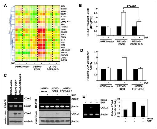 FIGURE 3. Gene expression analysis identified the human COX-2 gene as a candidate nuclear EGFR target gene. A, microarray shows 19 genes to be significantly induced by EGF in U87MG-EGFR cells, but not in U87MG-vector or U87MG-EGFRdNLS cells. Cells were treated with and without EGF, and the levels of expression of over 47,000 human gene transcripts were determined. Data represent results of three independent experiments. ANOVA was conducted to derive P values. Clustering analysis included a total of 22 transcripts, with 19 known genes, which were significantly activated by EGF in U87MG-EGFR cells, but not in U87MG-vector or U87MG-EGFRdNLS cells (P < 0.05). Arrow, COX-2. B, COX-2 transcripts are significantly upregulated by EGF in U87MG-EGFR cells, but not in U87MG-EGFRdNLS or EGFR-vector cells. Microarray results was validated using RT-qPCR and the results show that the COX-2 transcription is significantly increased by EGF in U87MG-EGFR cells, but not in U87MG-EGFRdNLS or EGFR-vector cells. C, U87MG-EGFR cells express higher levels of COX-2 transcripts and protein than U87MG-EGFRdNLS or EGFR-vector cells. Three U87MG stable transfectants were subjected to RT-PCR (top) and Western blotting (bottom) to determine levels of COX-2 expression. Left, cells were grown under regular growth conditions with 10% FCS. Right, cells were serum starved for 24 h and treated with EGF (100 ng/mL) for 0 and 4 h. D, the human COX-2 promoter is significantly activated by EGF in U87MG-EGFR cells but not in U87MG-EGFRdNLS orU87MG-vector cells. A firefly luciferase reporter construct under the control of a 1-kb COX-2 promoter was transfected into the three U87MG isogenic cell lines. Twenty-four hours later, the transfected cells were serum-starved for 24 h and stimulated with 100 ng/mL EGF for 0 and 4 h. A Renilla luciferase vector, pRL-TK, was cotransfected to control for transfection efficiency. Luciferase activity was determined as previously described (15). Relative reporter activity was determined by normalizing the firefly luciferase activity against that of the Renilla luciferase. E, EGFR kinase inhibitor Iressa reduced EGF-induced COX-2 expression and promoter activation. U87MG-EGFR cells were serum starved for 24 h in the presence of Iressa (25 μmol/L) or 1% DMSO for 24 h, treated with EGF for 0 and 1 h, and analyzed for COX-2 expression through RT-PCR (left). Furthermore, aliquots of cells were transfected with pCOX-2-Luc and pRL-TK. Twenty-four hours after transfections, the cells were similarly treated as described for the RT-PCR experiments and subjected to luciferase assay.