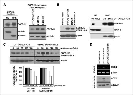 FIGURE 4. EGFRvIII undergoes nuclear translocalization and activates the human COX-2 gene in GBM cells. A, EGFRvIII is constitutively present in the nuclei of U87MG-EGFRvIII stable transfectants cells. Left, EGFRvIII is present in the nucleus of U87MG-EGFRvIII cells. Right, U87MG-EGFRvIII xenografts express EGFRvIII at the levels comparable with GBM xenografts with endogenous EGFRvIII (D-256 MG and D-270 MG). B, characterization of isogenic U87MG-EGFRvIII and U87MG-EGFRvIIIdNLS cells. Left, Western blotting shows U87MG-EGFRvIII and U87MG-EGFRvIIIdNLS cells to express equivalent levels of the receptors. Right, nuclear fractionation and Western blotting shows EGFRvIIIdNLS to fail to enter the cell nucleus. C, EGFRvIII and EGFRvIIIdNLS proteins have similar half-life. Isogenic U87MG-EGFRvIII and U87MG-EGFRvIIIdNLS cells were treated with 10 μg/mL cycloheximide for 0 to 180 min and subjected to Western blotting for EGFRvIII and β-Actin. Band signals were quantified using the ImageJ software and protein half-life was subsequently computed. The results indicate that NLS deletion does not affect EGFRvIII protein stability. D, levels of COX-2 transcripts and protein are significantly higher in U87MG-EGFRvIII cells than U87MG-EGFRvIIIdNLS and U87MG-vector cells. Top, RT-PCR. Bottom, Western blotting.
