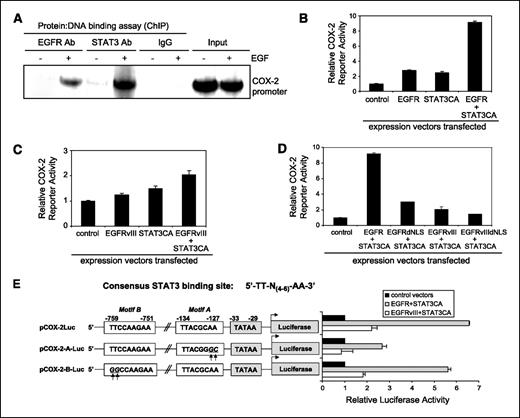 FIGURE 5. STAT3 significantly enhances the nuclear EGFR–mediated activation of the human COX-2 gene. A, nuclear EGFR and nuclear STAT3 associate with the COX-2 gene promoter in an EGF-dependent fashion. In intracellular protein-DNA binding ChIP assay, we used an anti-EGFR antibody (Ab) and an anti-STAT3 Ab in immunoprecipitation, whereas normal IgGs were used as negative controls. Input chromatins were used as loading controls for PCR. B, COX-2 promoter activity is enhanced by EGFR alone and STAT3CA alone but is significantly elevated by the combination of both. STAT3CA, constitutively activated STAT3 with two Cys substitutions that enable STAT3 molecules to dimerize spontaneously without phosphorylation. U87MG cells were transfected with pCOX-2-Luc and EGFR plasmid alone, STAT3CA plasmid alone, or in combination for 48 h and then luciferase activity was determined. pRL-TK vector was cotransfected as transfection efficiency control. Relative COX-2 reporter activity was determined by normalizing the firefly luciferase activity against that of the Renilla luciferase. Columns, mean of three independent experiments; bars, SD. C, the COX-2 promoter is activated by EGFRvIII. The experiment was conducted as described in B. Although the COX-2 promoter is activated by EGFRvIII, unlike the potent activation by EGFR-STAT3CA combination, STAT3CA only modestly enhances the EGFRvIII-mediated activation of COX-2 promoter. D, nuclear EGFR is important for the EGFR-STAT3CA–mediated activation of the COX-2 promoter. This was conducted as described in B. EGFRdNLS-STAT3CA cotransfection yields significantly lower activity than the EGFR-STAT3CA combination. In contrast, EGFRvIIIdNLS-STAT3CA cotransfection similarly activates the COX-2 promoter compared with EGFRvIII-STAT3CA combination. E, the EGFR-STAT3 signaling axis activates the COX-2 promoter through the STAT3-binding site proximal to the TATAA Box. Top, consensus STAT3-binding site. The Web-based search engine, TFSearch, identifies two putative STAT3-binding sites in the human COX-2 promoter, namely the proximal motif (motif A; nt -134 to -127) and the distant motif (motif B; nt −759 to 751). pCOX-2-A-Luc construct carries the mutant COX-2 promoter with two nucleotide substitutions with the proximal motif. pCOX-2-B-Luc construct contains the mutant COX-2 promoter with two nucleotide substitutions with the distant motif. The results show that mutations within the proximal motif, but not motif B, significantly decreased the ability of EGFR-STAT3CA and EGFRvIII-STAT3CA to activate the COX-2 promoter.
