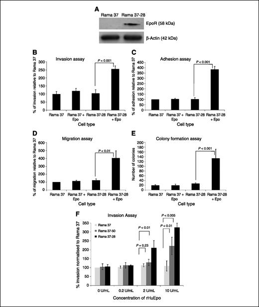 FIGURE 1. EpoR overexpression. A, immunoblot analysis of EpoR protein expression. Cell lysates were diluted and 15 μg of protein were loaded on a SDS 8% (w/w) polyacrylamide gel. Specific proteins were detected using antibodies to EpoR or β-actin. B, invasion, (C) adhesion, (D) migration, and (E) colony formation capacity were measured in the presence/absence of Epo. Percentage invasion, migration, adhesion, and colony formation were calculated relative to Rama 37 (−Epo) control. Rama 37-28 cell malignant cell behavior was significantly increased in the presence of Epo compared with the Rama 37 parental cells using Matrigel-coated multiwell plates. Columns, mean from three independent experiments; bars, SD. F, invasion potential was also measured in three cell lines with varying levels of EpoR (low, Rama 37; medium, Rama 37-50; and high, Rama 37-28) at four different concentrations of Epo (0, 0.2, 2, and 10 U/mL).