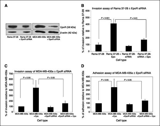 FIGURE 2. RNAi-mediated EpoR knockdown. A, immunoblot analysis of EpoR mRNA expression in Rama 37-28 cells, parental MDA-MB-435s cells, and following siRNA-mediated knockdown. B, abrogated invasion capacity in response to Epo compared with the Rama 37-28 control cells. C, invasion and (D) adhesion capacity following Epo stimulation of endogenous EpoR in MDA-MB-435s and following EpoR knockdown. Columns, mean from three independent experiments; bars, SD.