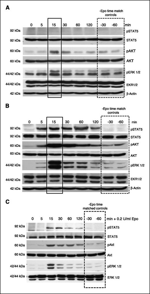 FIGURE 3. Signaling pathway activation in response to Epo stimulation. Epo-induced signaling was analyzed (A) in Rama 37 parental cells at 10 U/mL Epo, (B) in Rama 37-28 cells at 10 U/mL Epo, and (C) in Rama 37-28 cells at 0.2 U/mL Epo. Protein lysates were analyzed on a 10% SDS polyacrylamide gel. Specific proteins were detected using antibodies to phospho-Stat5, Stat5, phospho-Akt, Akt, phospho-ERK1/2, ERK1/2, and β-actin. Bands were quantified using densitometric analysis and normalized to β-actin. A representative blot from triplicate experiments is shown. Solid box, maximum signaling at 15 min. Dashed box, time-matched−Epo controls.